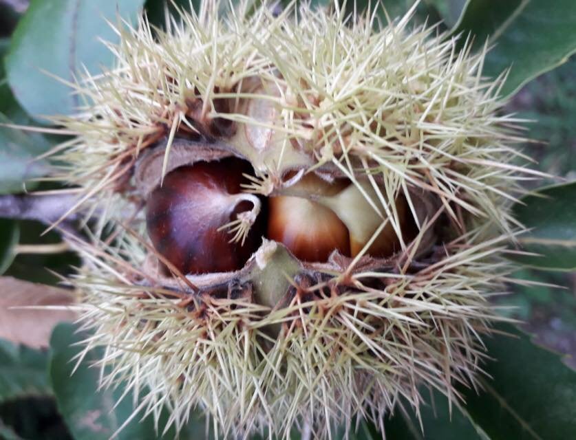 Vallerano's Chestnut Festival: 18th Edition, October–November 2019