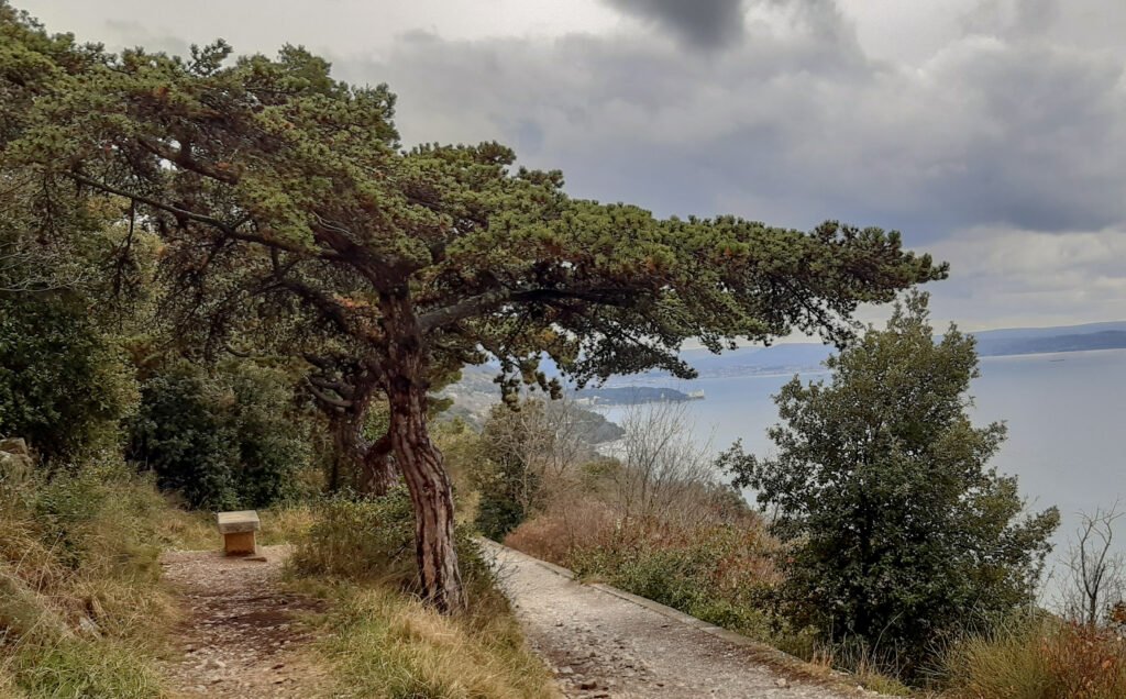 Sentiero della Salvia: A Four-Kilometre Trail Through the Karst Above Trieste