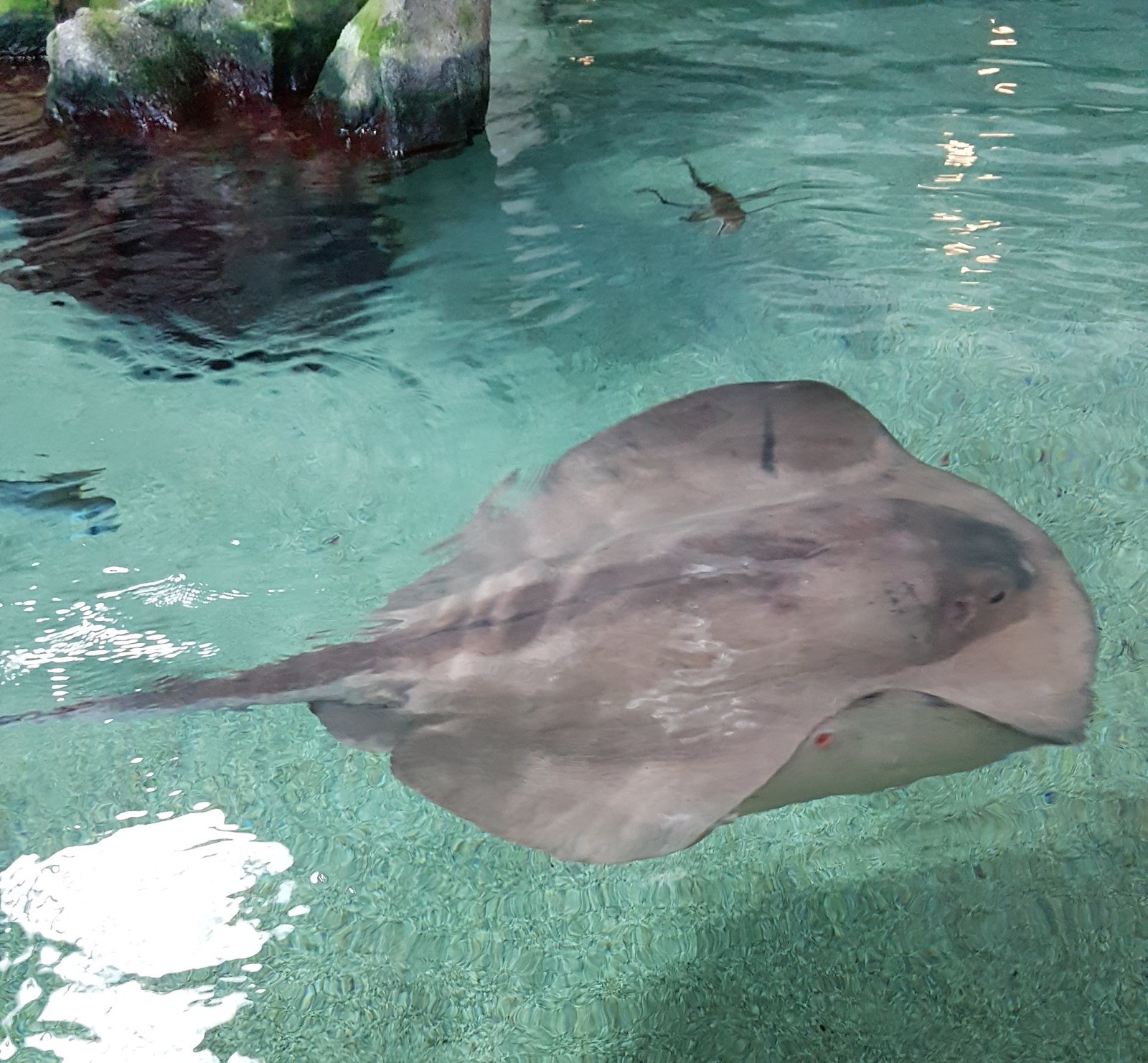 A ray in the touch tank of the Acquario di Cattolica.