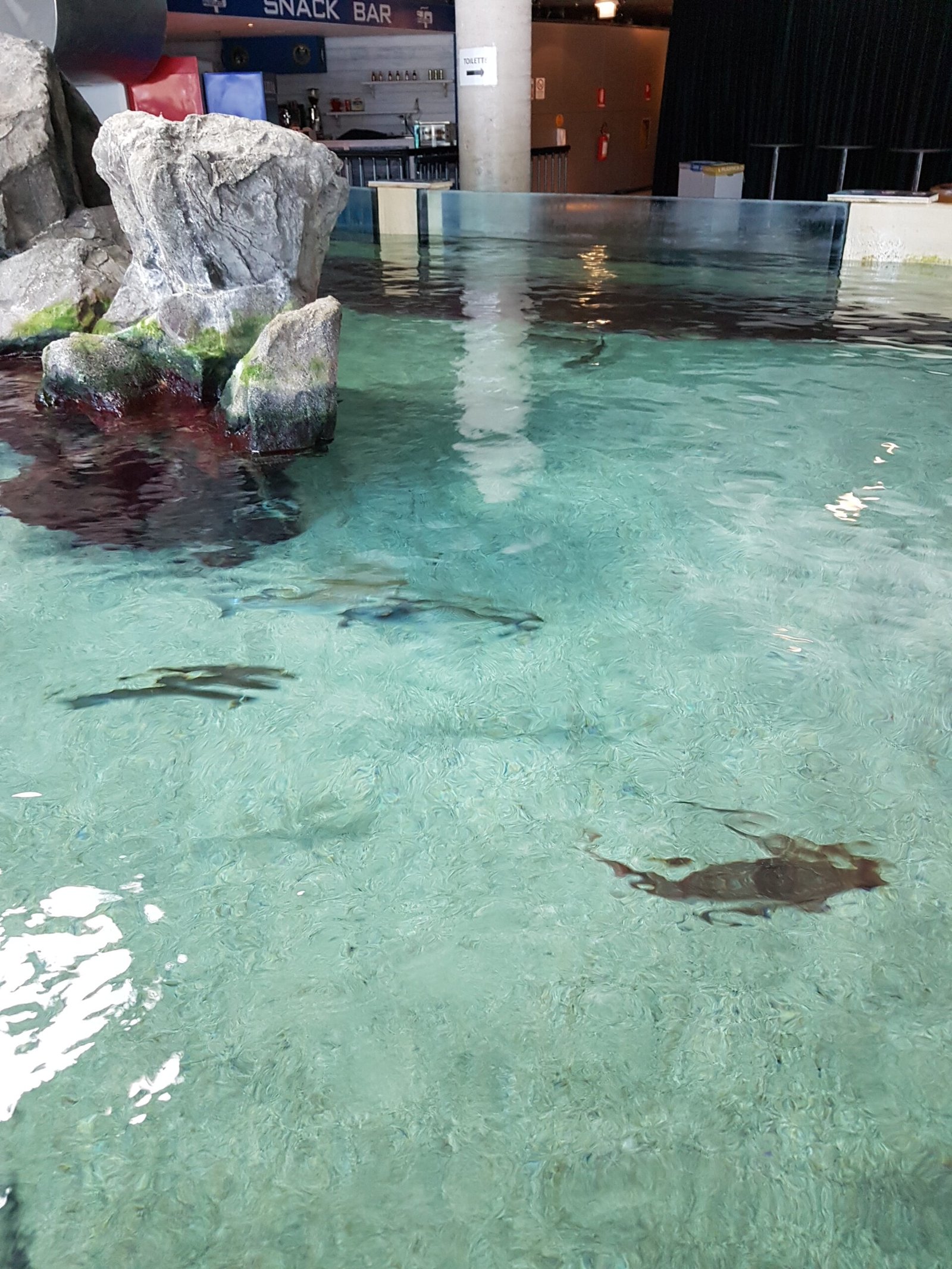 The open touch-tank inside the Acquario di Cattolica, housed in the former colony.