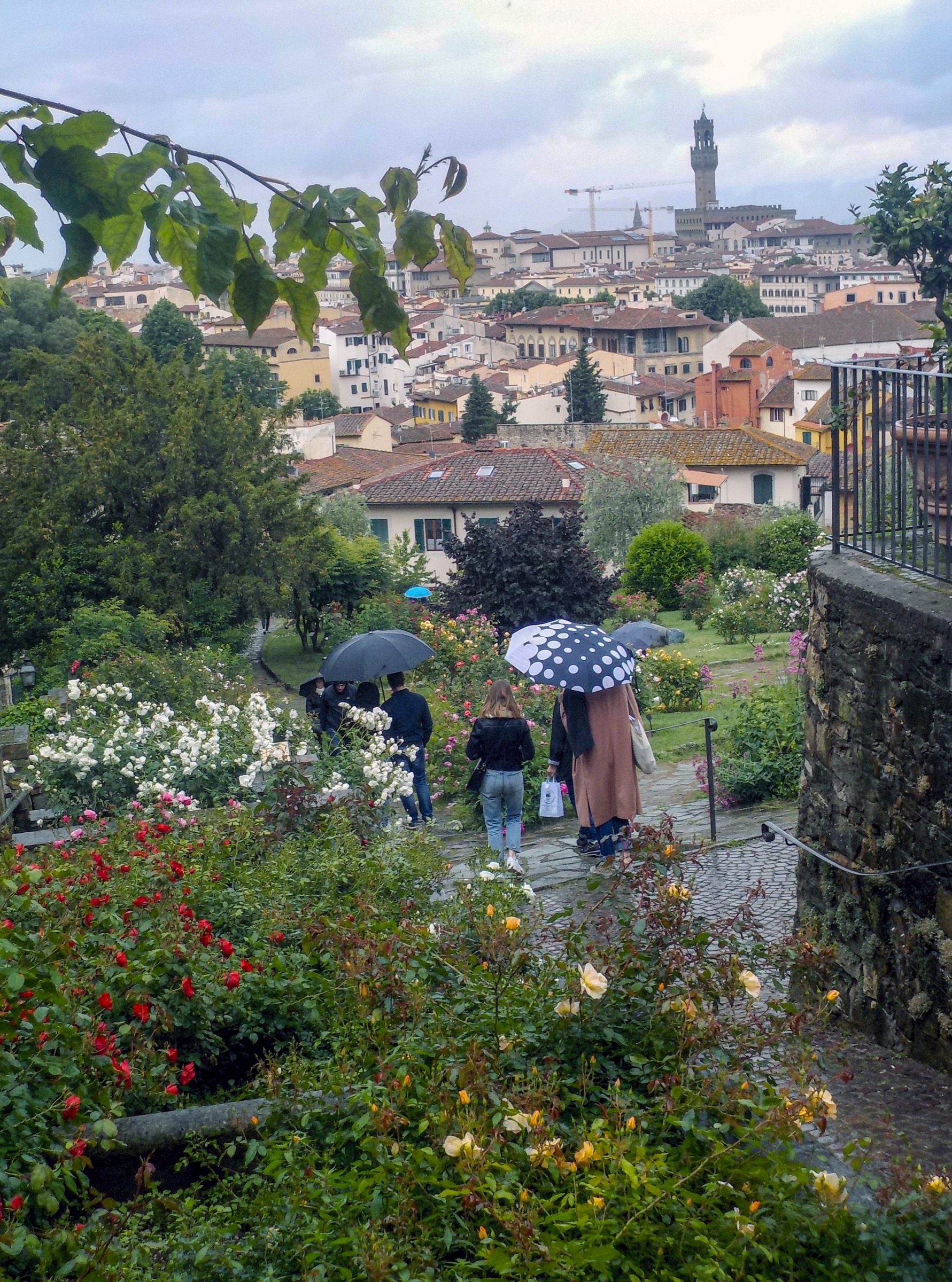 View over Florence from the Rose Garden below Piazzale Michelangelo, with rose beds in the foreground and the city skyline behind