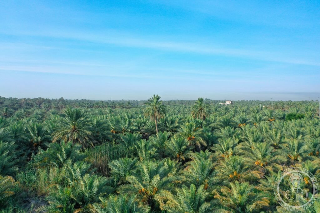 Al-Ahsa Oasis Saudi Arabia date palm gardens world largest oasis UNESCO World Heritage