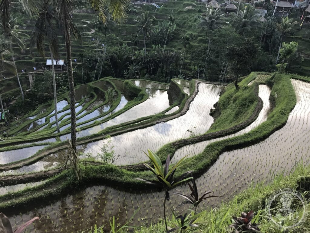 Bali Cultural Landscape Tegallalang rice terraces Ubud Indonesia UNESCO World Heritage subak irrigation