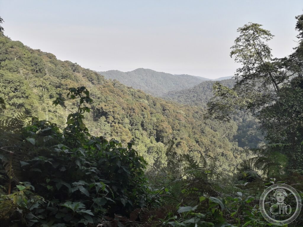 Bwindi Impenetrable Forest Uganda mountain gorilla UNESCO World Heritage