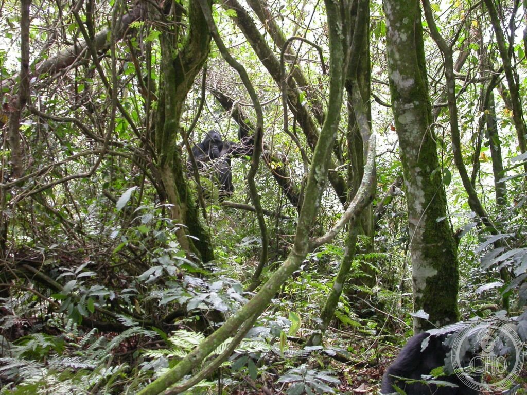 Bwindi Impenetrable National Park Uganda mountain gorilla silverback habituated group Virunga tropical forest biodiversity UNESCO World Heritage