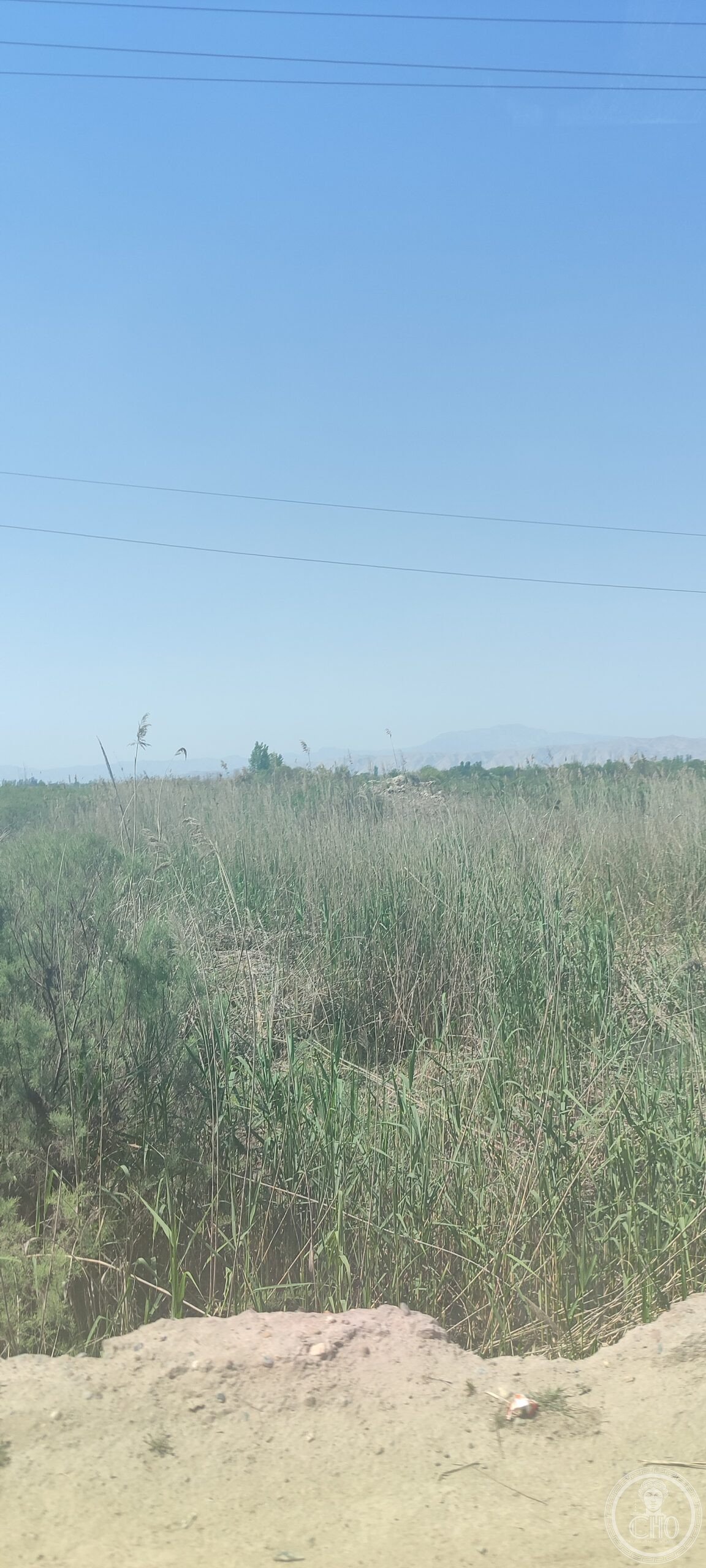 Le canne di Tigrovaya Balka, riserva naturale del Tagikistan