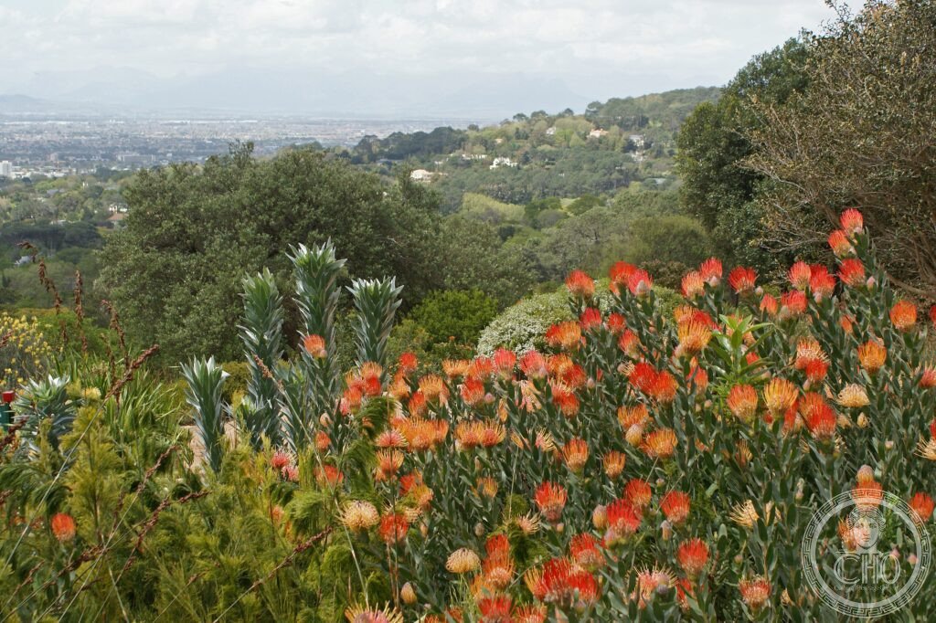 Cape Floral Region fynbos South Africa Protea king protea UNESCO World Heritage