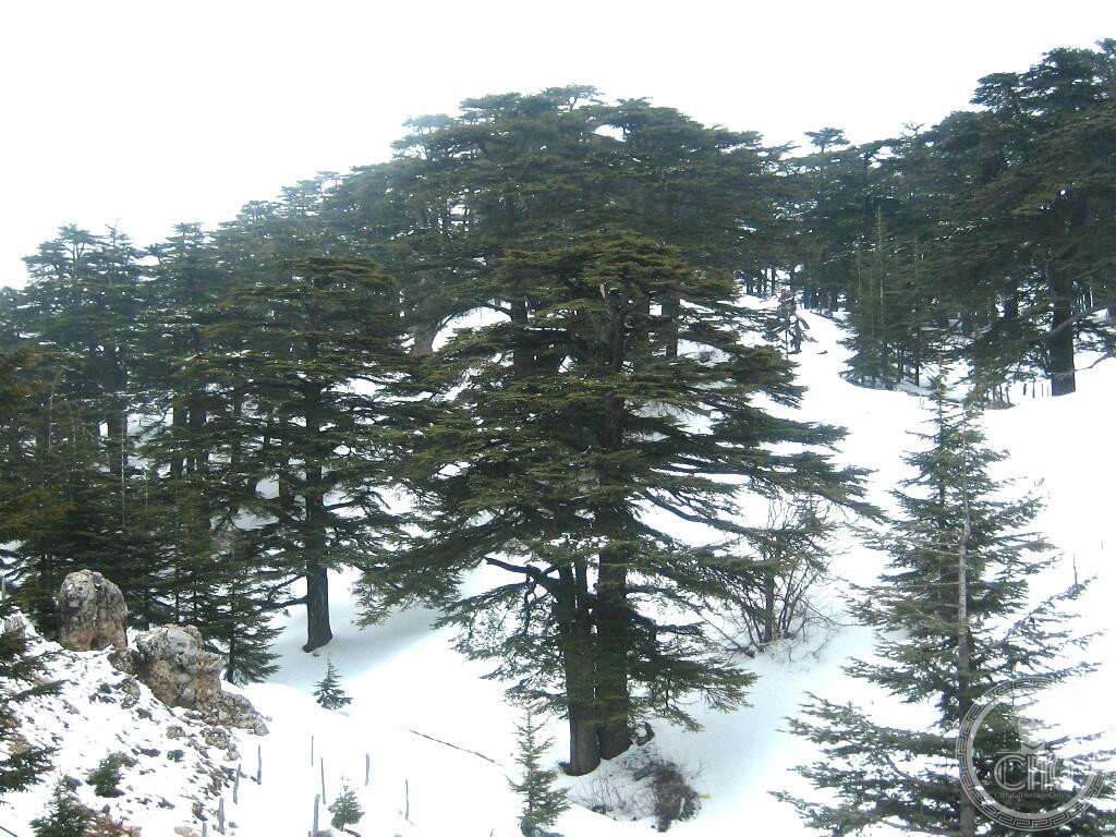 Cedars of God Lebanon Qadisha Valley ancient cedar forest Bcharre Tannourine holy wood UNESCO World Heritage