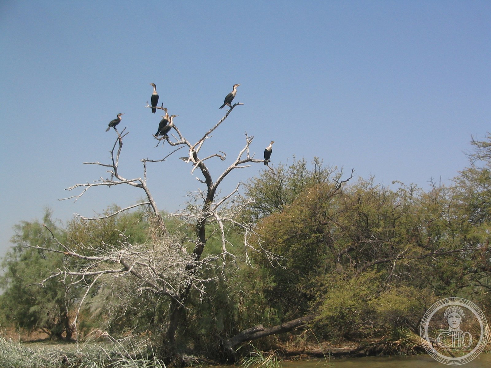Colony of great cormorants nesting in trees at Djoudj National Bird Sanctuary on the Senegal River, Senegal