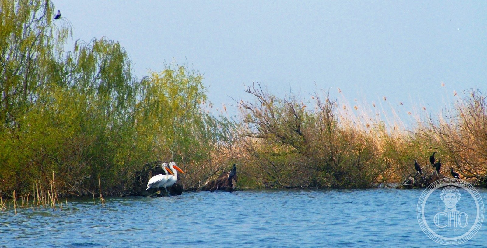 Pellicano dalmata e cormorano nella riserva naturale di Srebarna, Bulgaria