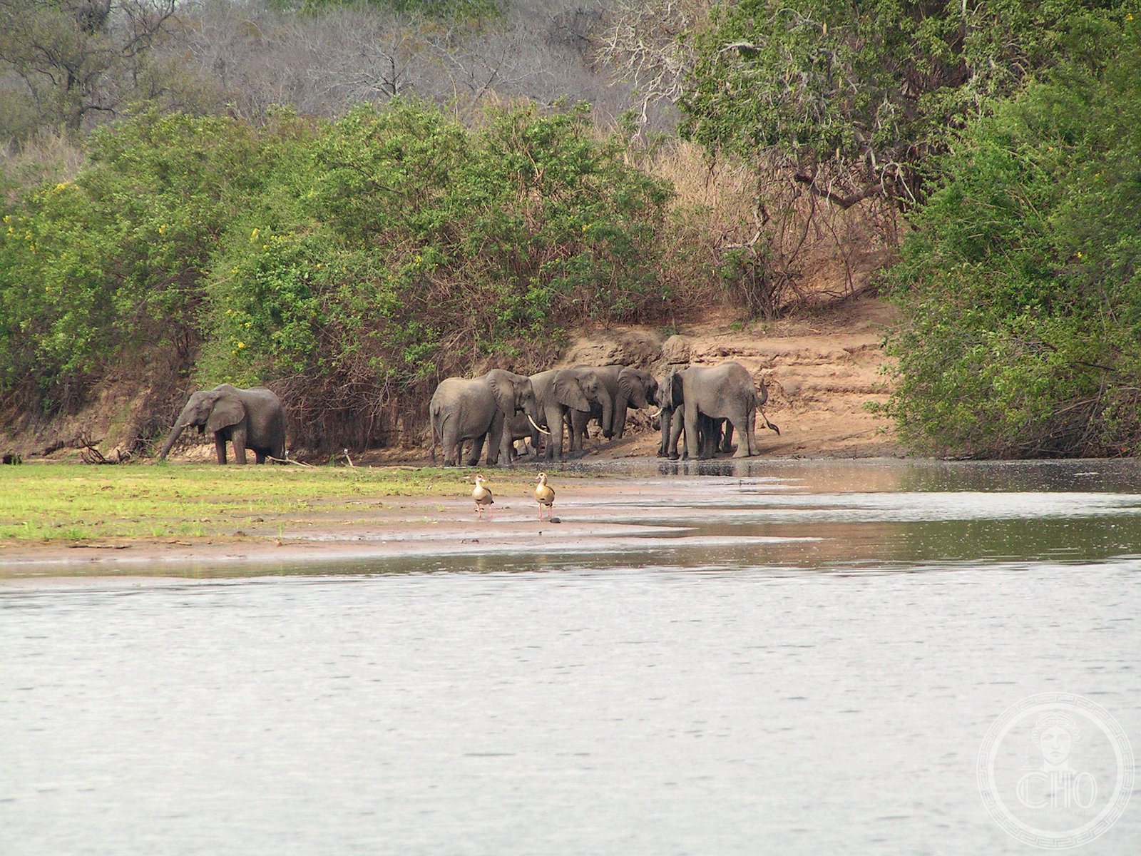 Elefanti africani lungo il fiume Rufiji nella Riserva del Selous, Tanzania