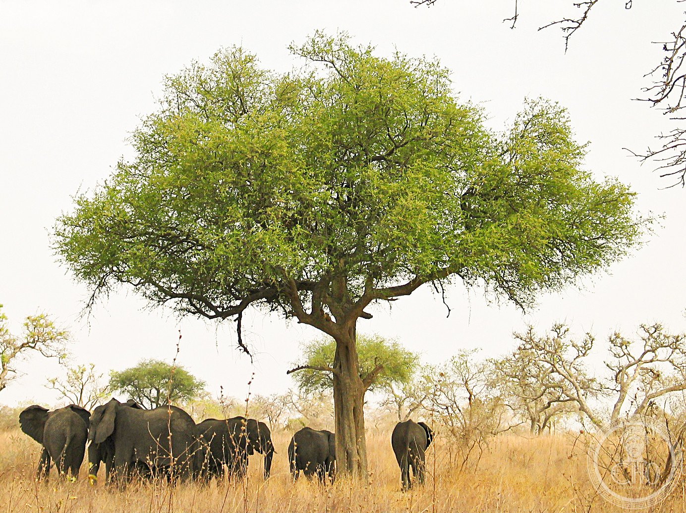 African elephants around an acacia tree in the Sahel savanna of Far North Cameroon — the Diy-Gid-Biy wetlands in the Lake Chad basin support migratory birds, hippopotamus and the last elephants of the Sudano-Sahelian zone of Cameroon