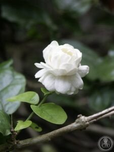 File:Jasminum sambac 'Grand Duke of Tuscany'.jpg
