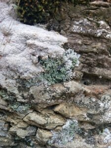 File:Leprocaulon quisquiliare.jpg