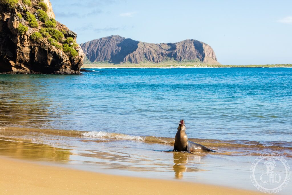 Galápagos Islands Ecuador Galápagos giant tortoise marine iguana Darwin evolution Pacific volcanic archipelago UNESCO World Heritage