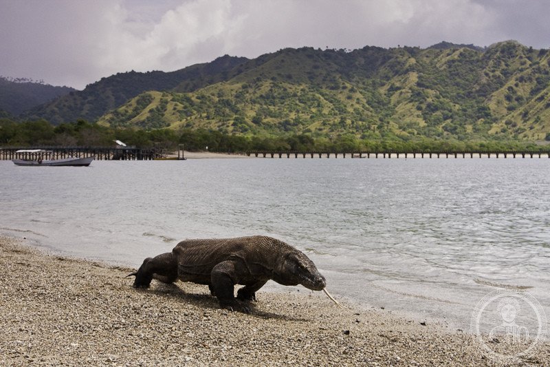 Komodo National Park Indonesia Komodo dragon Flores island marine biodiversity Pink Beach UNESCO World Heritage