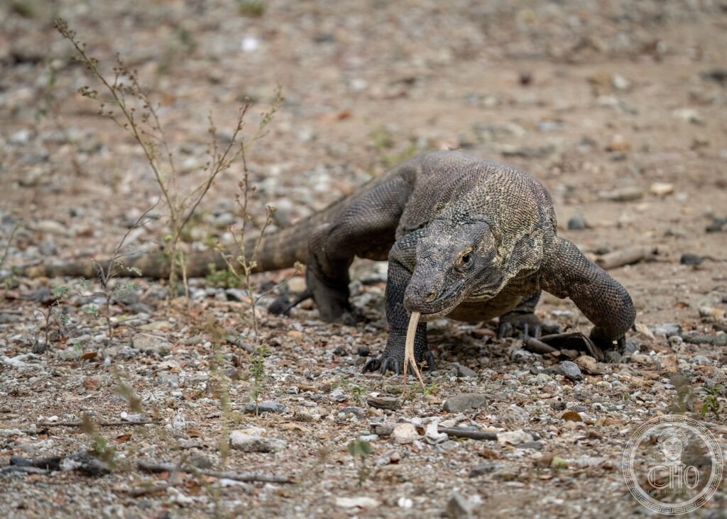 Komodo dragon Varanus komodoensis Komodo National Park Indonesia UNESCO World Heritage reptile