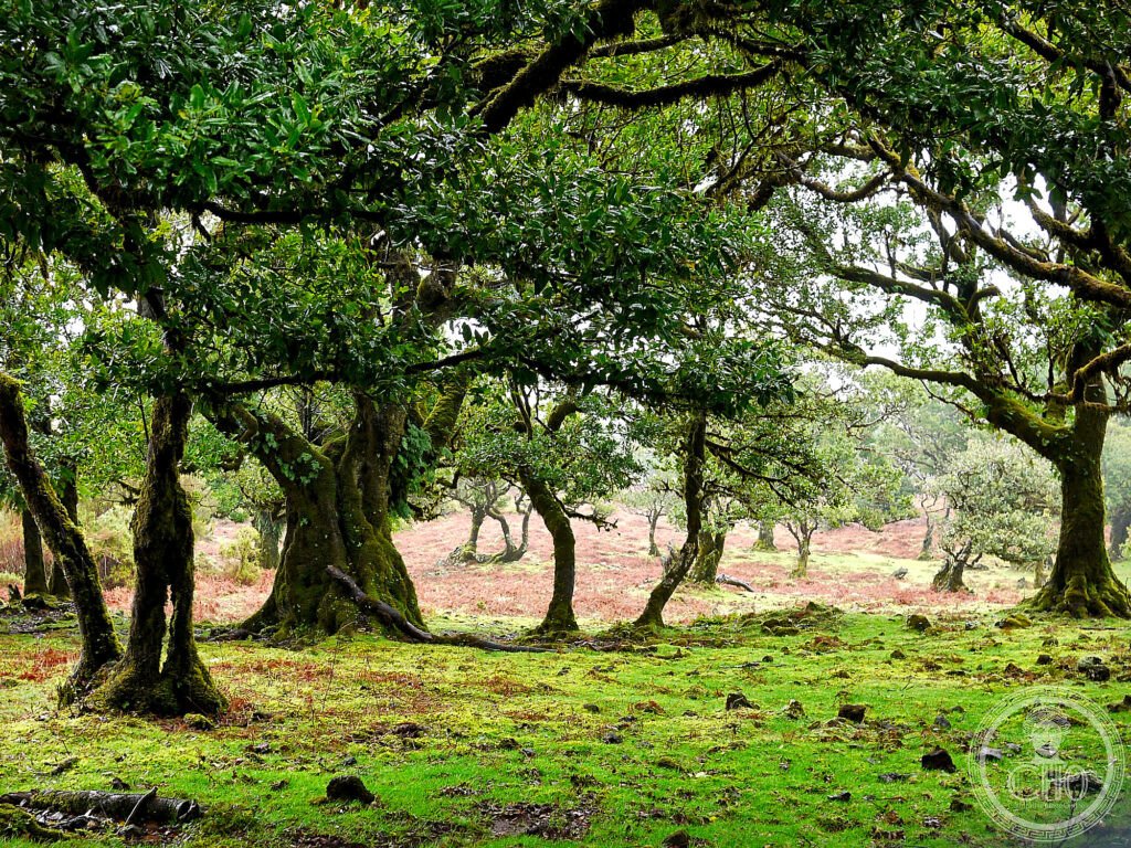 Laurisilva of Madeira Portugal ancient Tertiary laurel forest UNESCO World Heritage