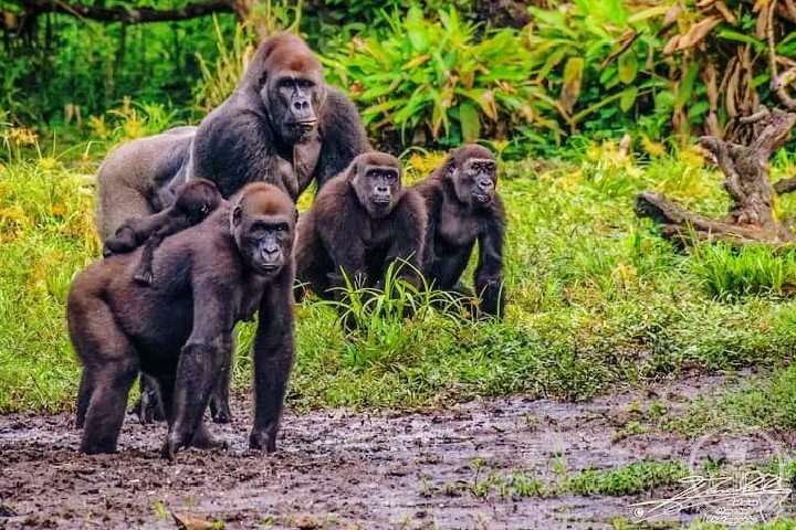 Western lowland gorillas (Gorilla gorilla gorilla) in Odzala-Kokoua National Park, Republic of Congo — the largest intact tropical rainforest block in the Congo Basin, home to forest elephants, bongo antelope and thousands of gorillas