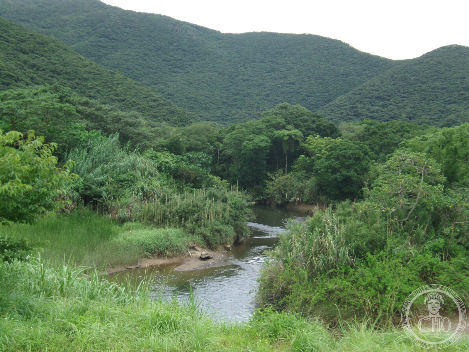 La foresta di mangrovie di Amami-Ōshima, Isole Ryūkyū, Giappone