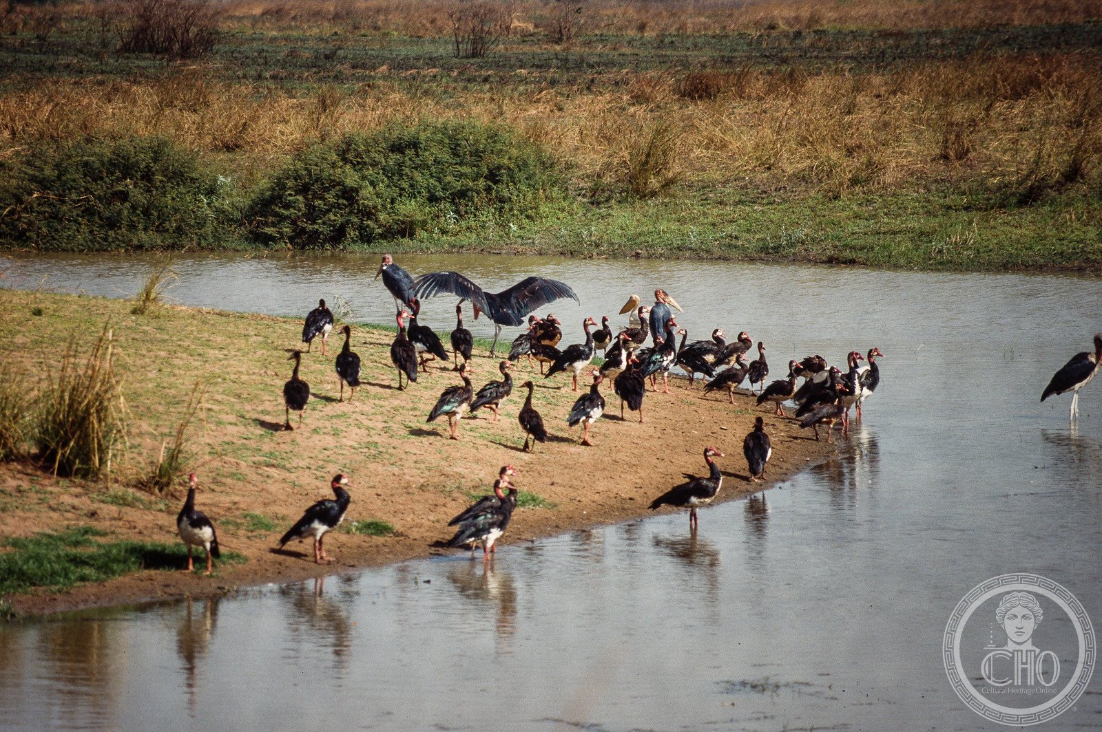 Savanna landscape of Manovo-Gounda St. Floris National Park in the Central African Republic — vast Sudano-Sahelian grassland at the headwaters of the Chari River, habitat for black rhinoceros (extinct here), elephant and Nile crocodile