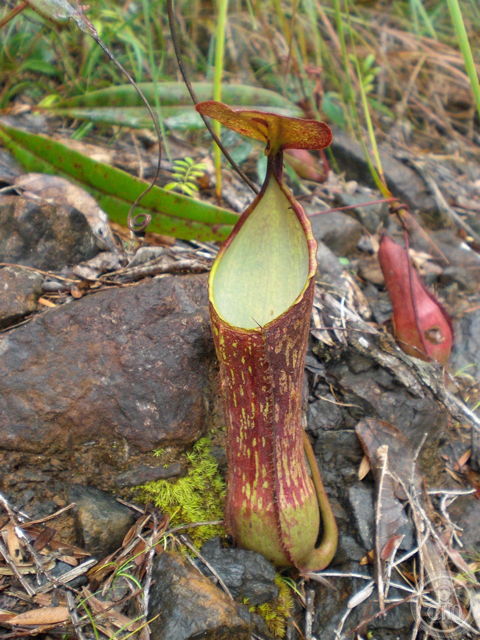 Nepenthes hamiguitan, la pianta carnivora endemica del Monte Hamiguitan, Filippine