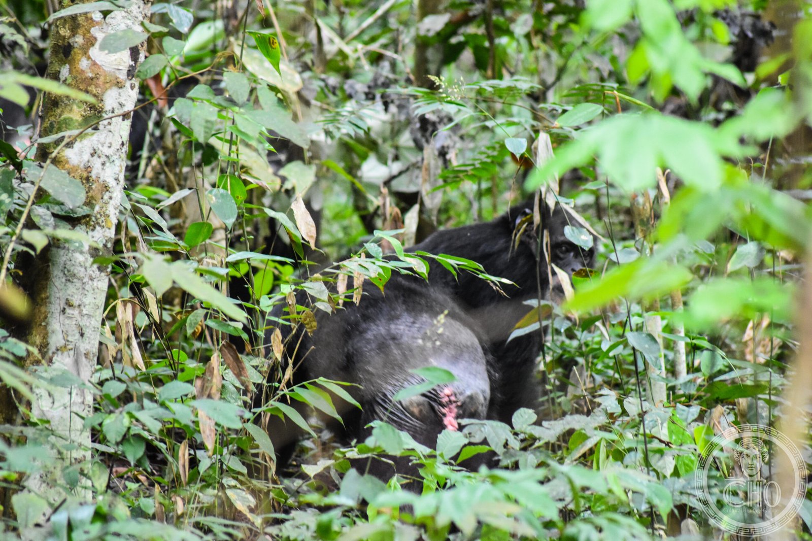 Scimpanzé occidentali sulle pendici del Monte Nimba, Guinea / Costa d'Avorio