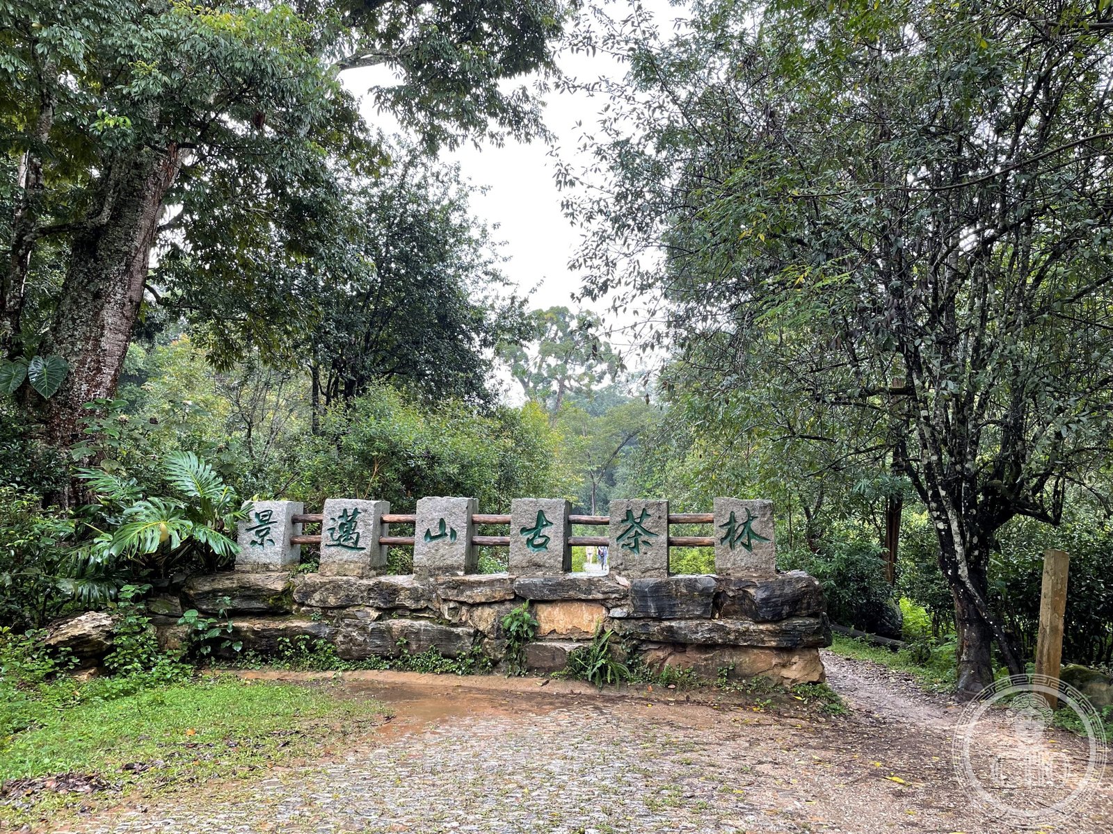 Foresta di tè antico sulla montagna Jingmai, Yunnan, Cina
