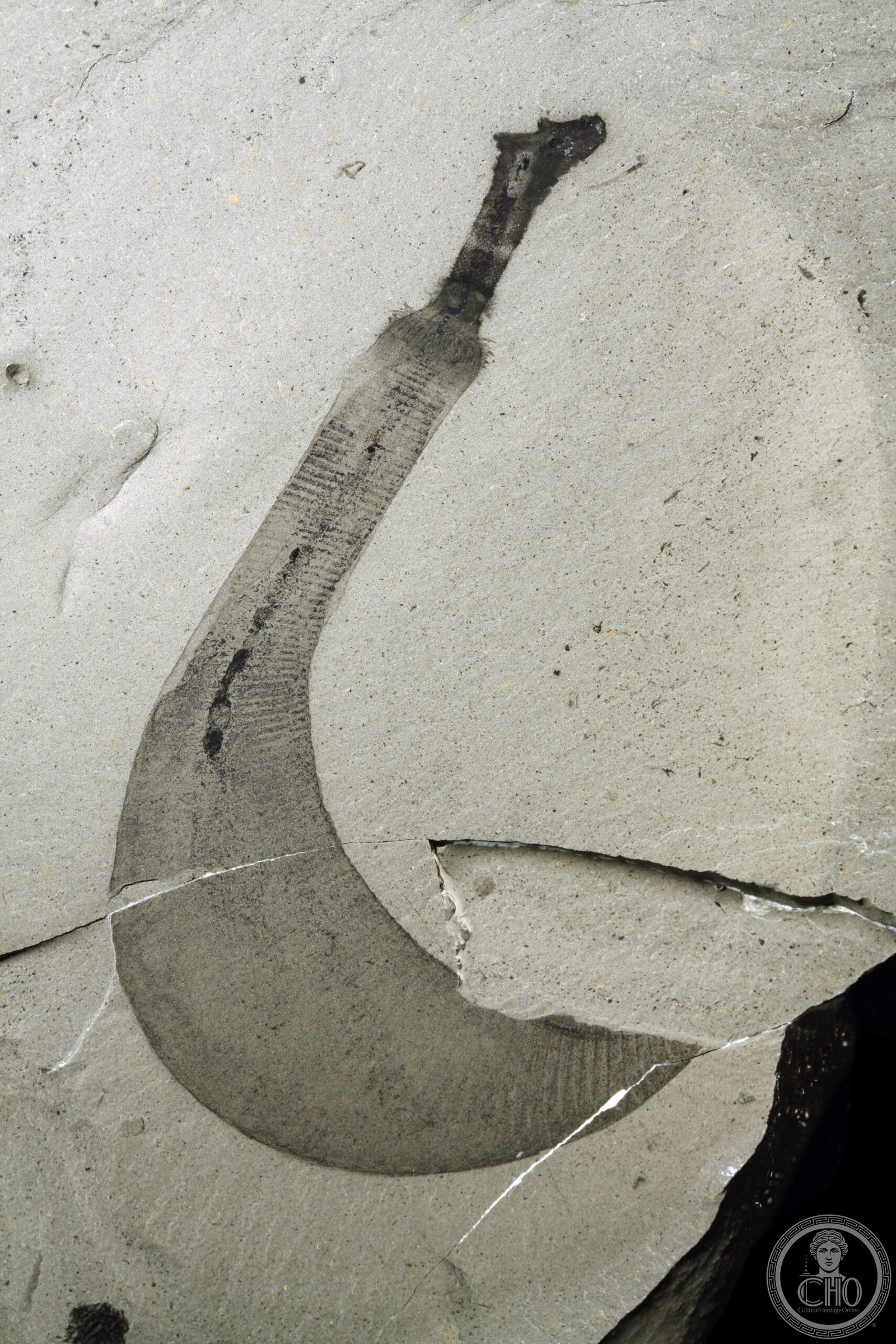 Fossil of Ottoia tricuspida, a Cambrian priapulid worm preserved in the Burgess Shale, Canadian Rockies — one of the site's extraordinary soft-body fossils