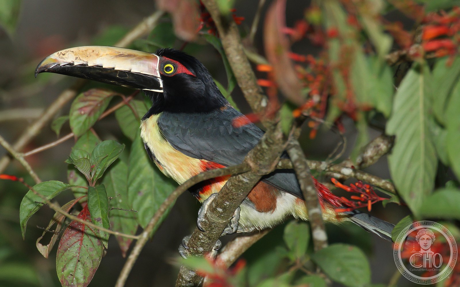 Collared aracari (Pteroglossus torquatus) on a branch in the Darién rainforest, Panama — one of the 600+ bird species recorded in the world's most biodiverse tropical rainforest