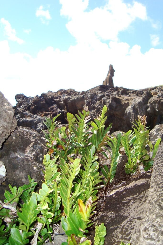 Rapa Nui Easter Island moai Ahu Tongariki UNESCO World Heritage