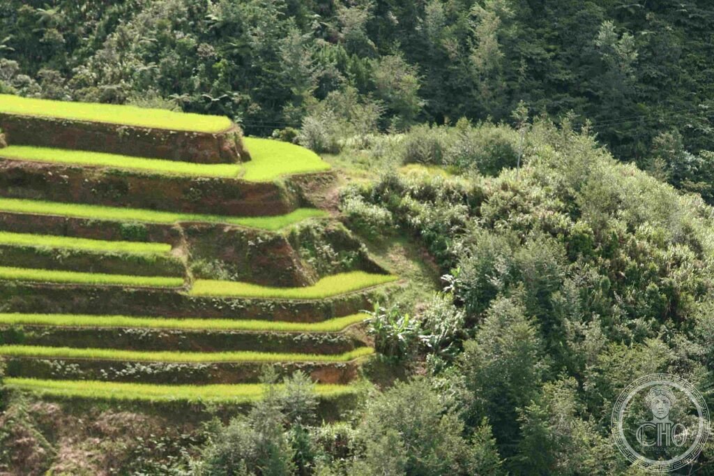 Rice Terraces Philippines Banaue Ifugao Cordillera 2000 years UNESCO World Heritage