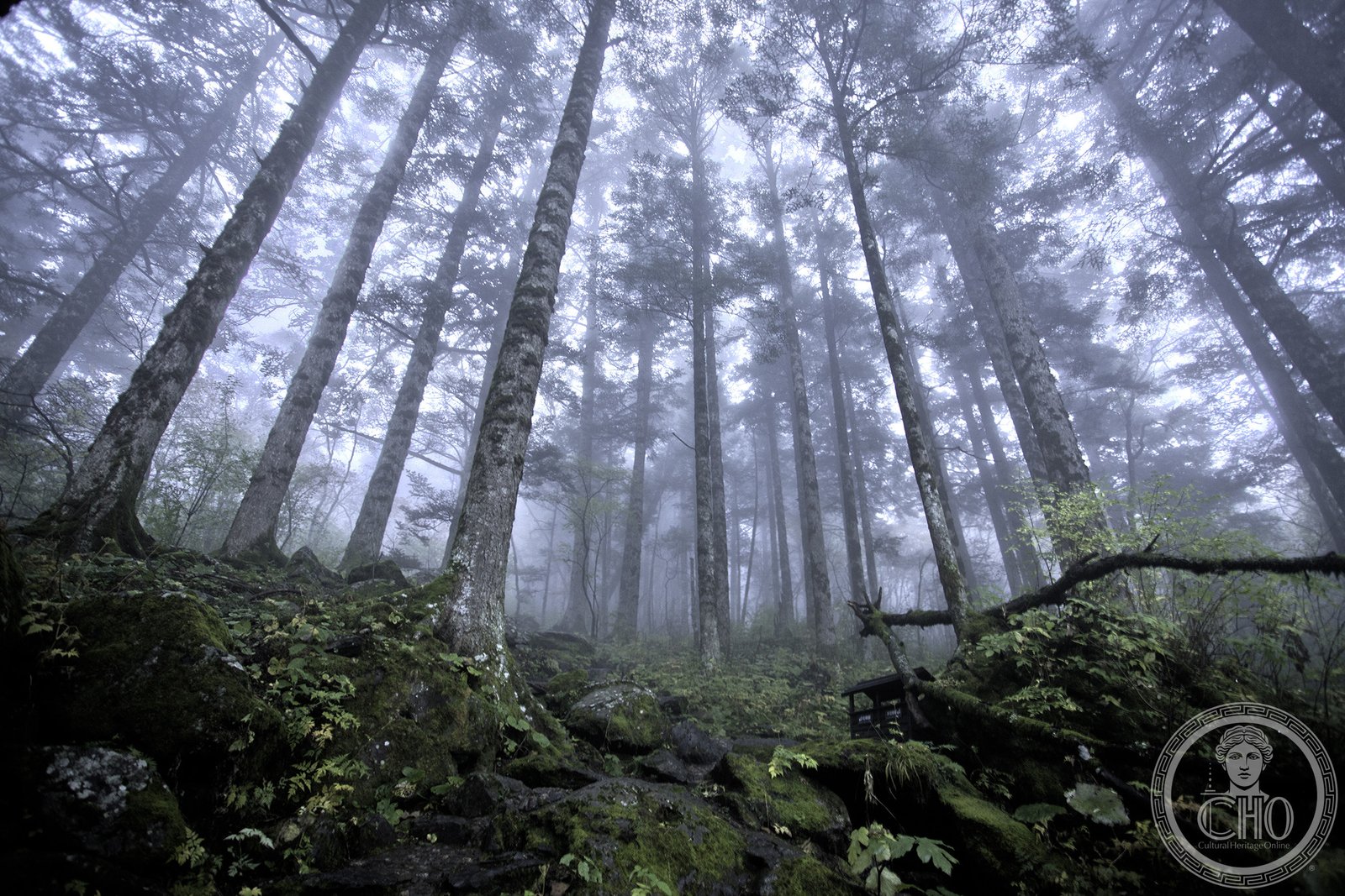 Ancient virgin forest of Shennongjia in Hubei, China — dense green canopy of old-growth trees on mountain ridges, one of the largest intact temperate forests in Asia