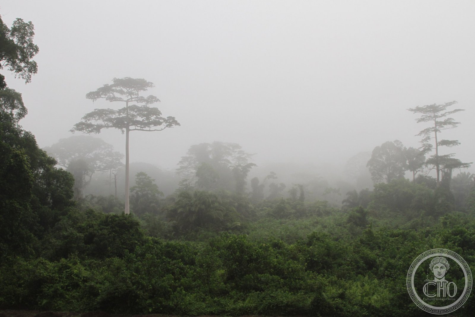 Dense primary rainforest interior of Taï National Park, Côte d'Ivoire — the largest remaining primary tropical forest in West Africa, home to chimpanzees that use stone tools and pygmy hippopotamus