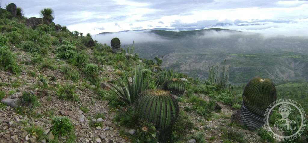 Tehuacán-Cuicatlán Valley Mexico cactus landscape pre-Hispanic agriculture UNESCO World Heritage