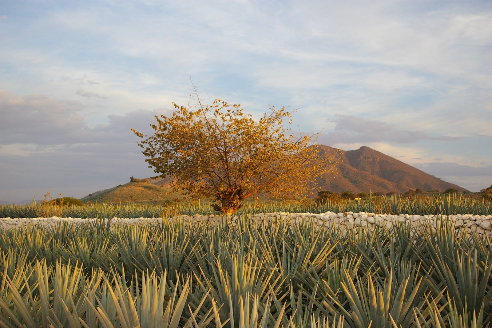 Agave Landscape and Ancient Industrial Facilities of Tequila Agave Landscape and Ancient Industrial Facilities of Tequila