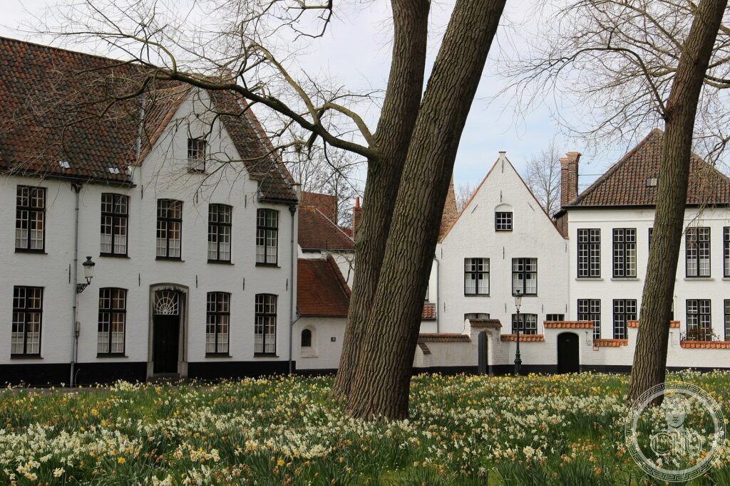 Whitewashed houses of the Béguinage of Bruges among trees and a spring meadow of daffodils