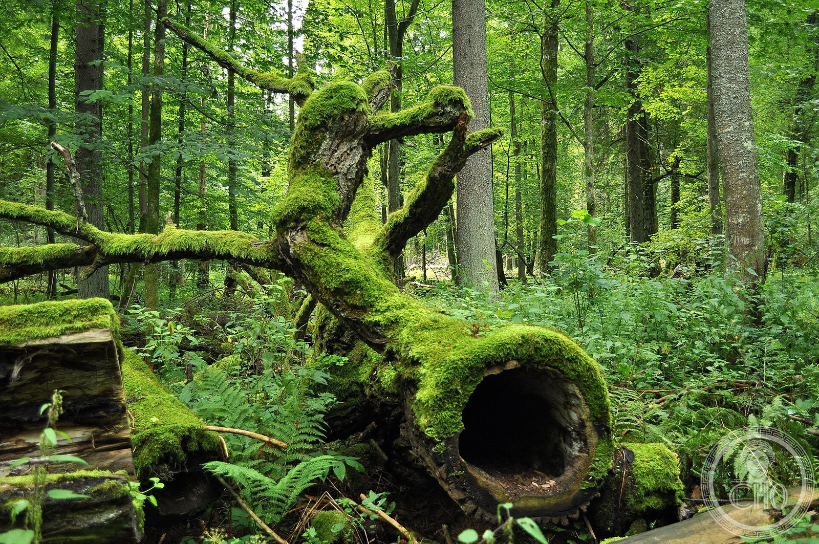 Białowieża Forest, a UNESCO World Heritage Site in Belarus