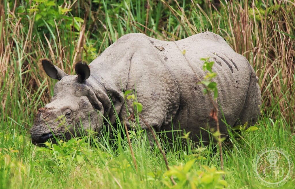 A greater one-horned rhinoceros standing in tall grassland in Chitwan National Park, Nepal