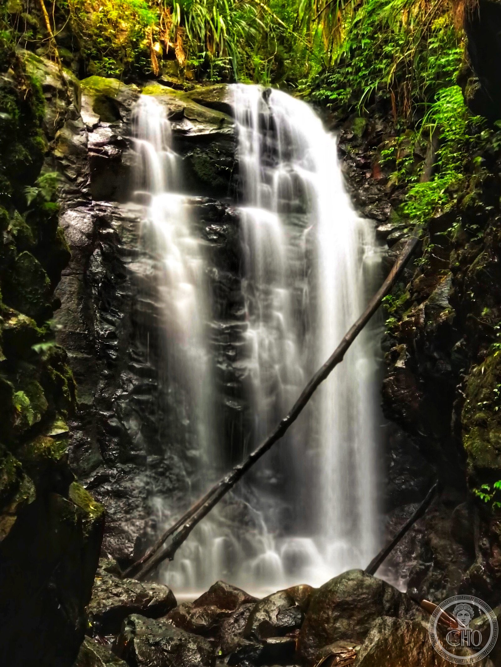 Gondwana Rainforests of Australia: Ancient Living Fossil Ecosystem Gondwana Rainforests of Australia: Ancient Living Fossil Ecosystem