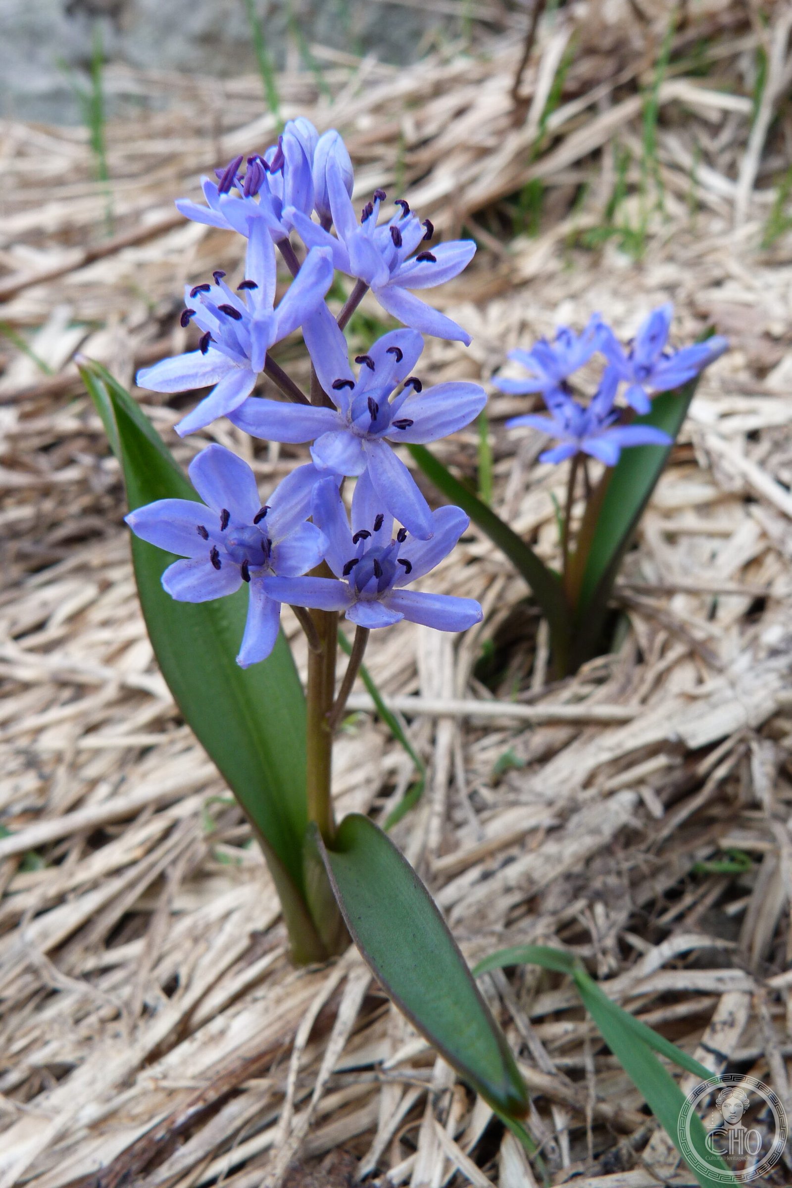 Scilla — via Wikimedia Commons