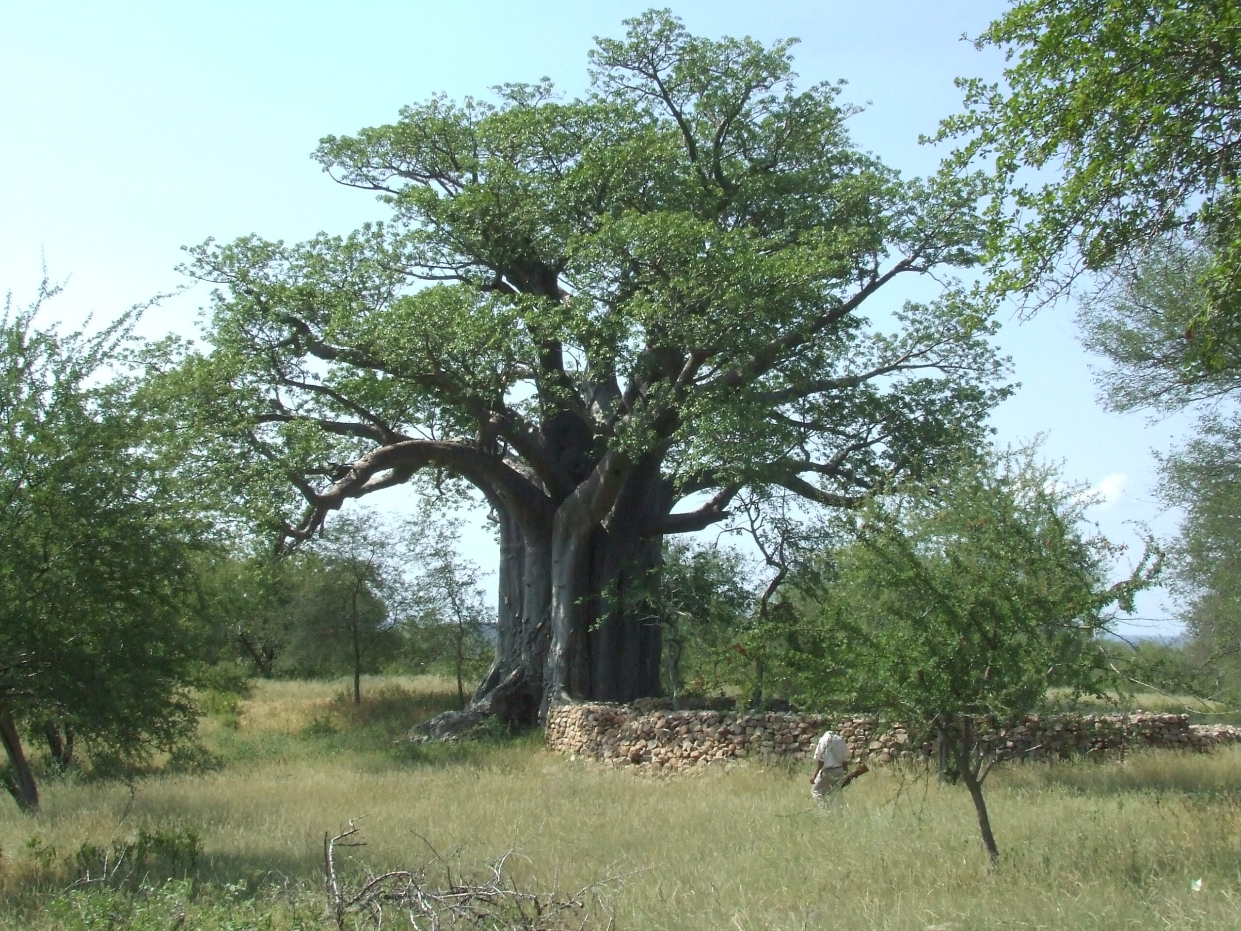 cho thulamela