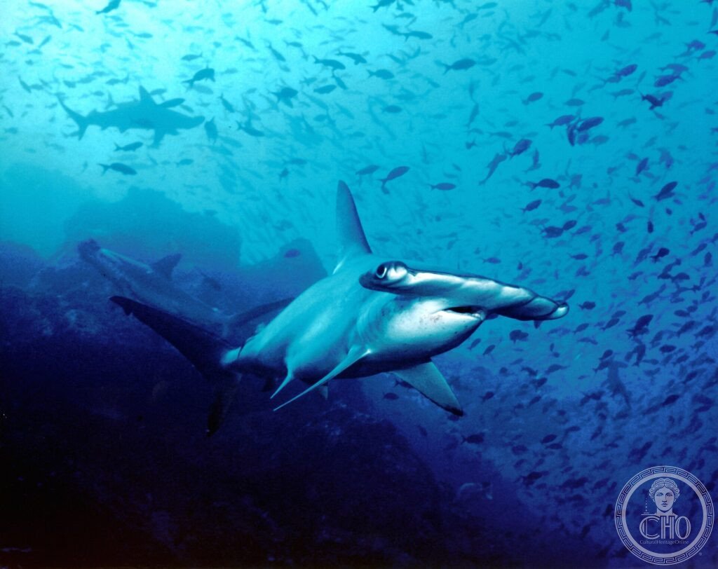 A scalloped hammerhead shark swimming amid schooling fish in the blue waters off Cocos Island