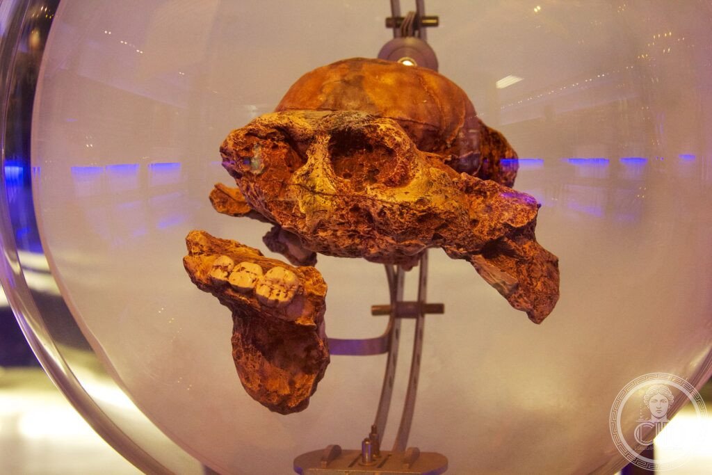 A fossil hominin skull and jaw from Sterkfontein displayed in a glass sphere, Cradle of Humankind