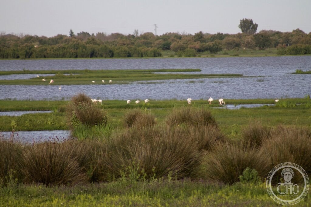 Flamingos feeding in the shallow marshes (marismas) of Doñana National Park, Andalusia