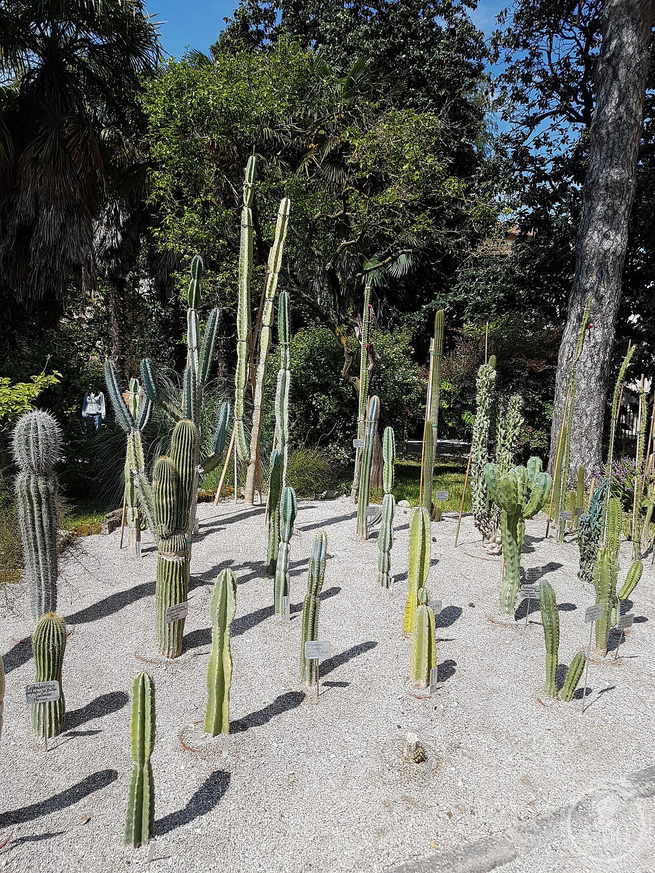 Orto botanico di Padova - cactus 3
