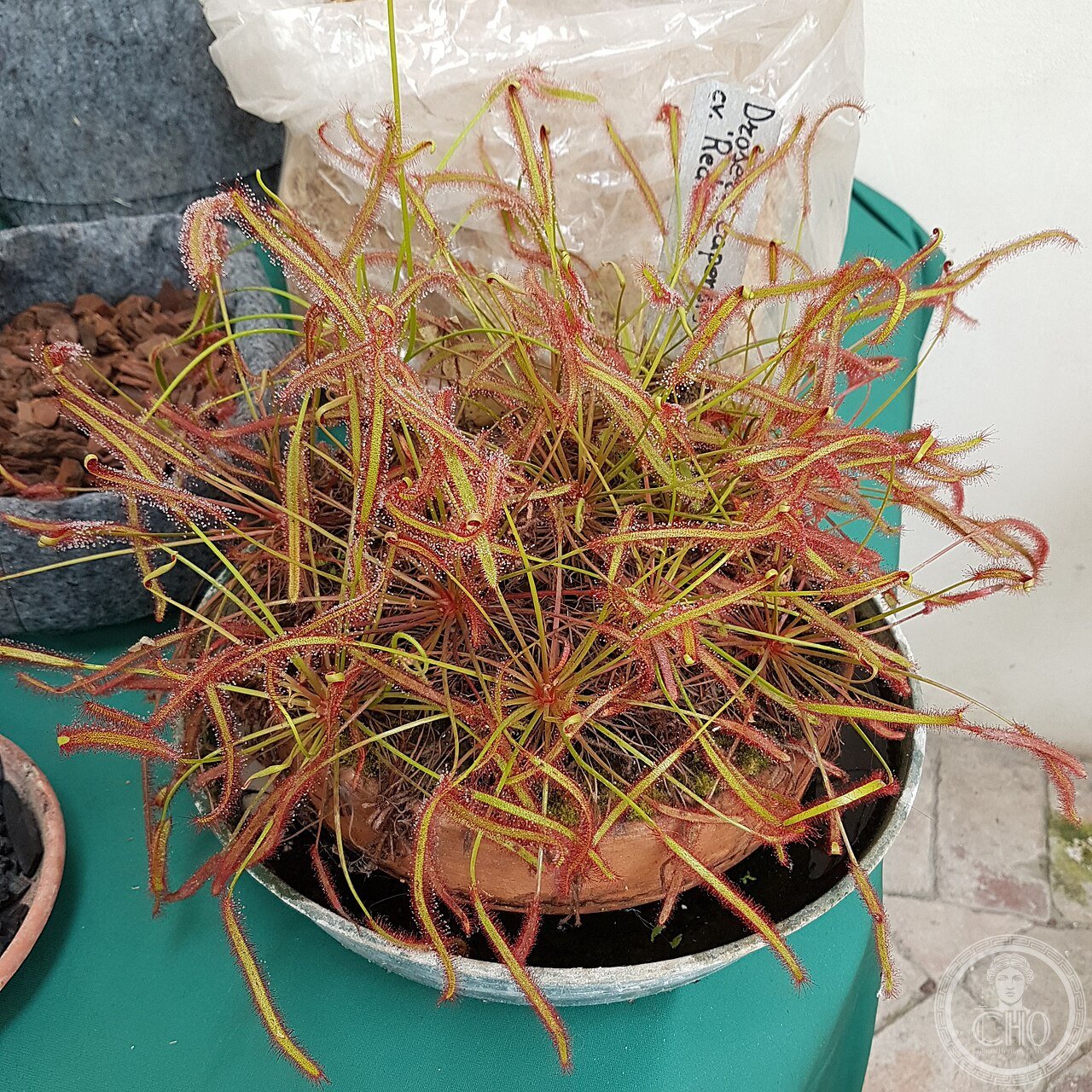 Orto botanico di Padova - pianta carnivora