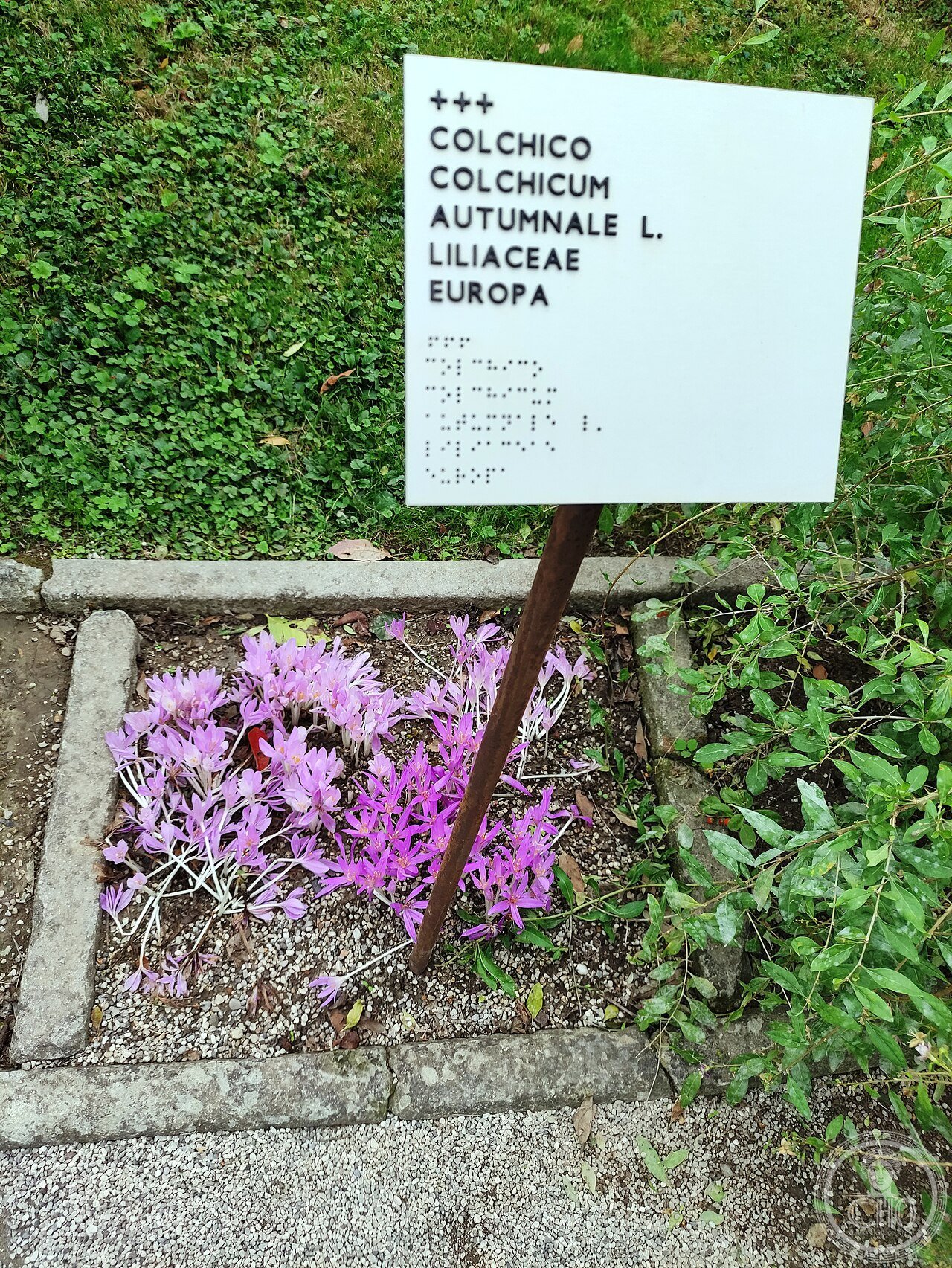 Padova, Orto botanico (05)