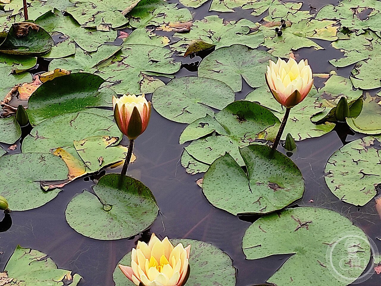 Padova, Orto botanico (30)