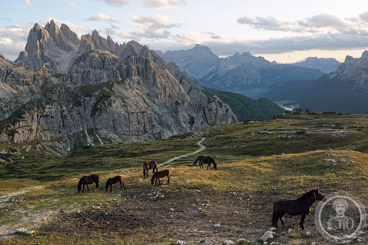 Parco Naturale Tre Cime horses 3